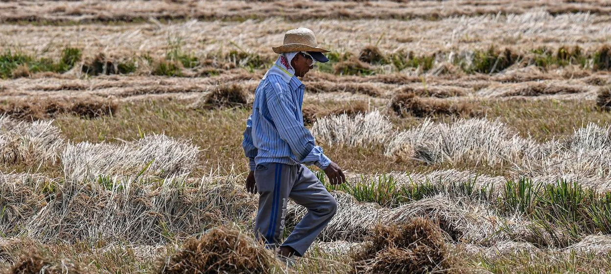 afp 20240424 34q49ta v2 highres philippinesagriculturericebiotechnology e1729582828396