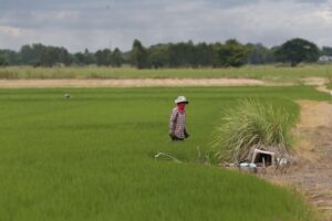 thailand agriculture