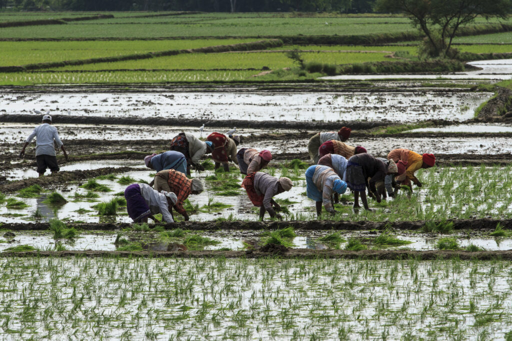 rice field workers original 1152081 1024x683